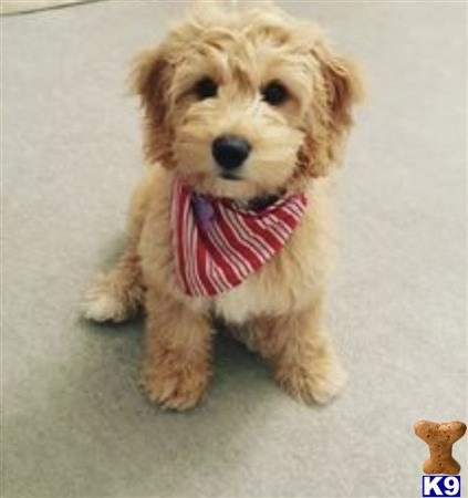 NEW PUPPIES Picture 3